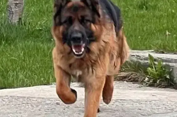 Пропала собака, ул. Земляничная 4, Старково