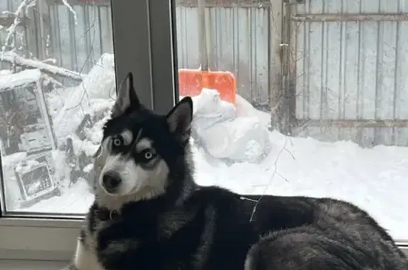 Пропала собака, ул. Гоголя, 6, Собинка