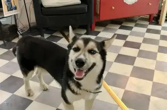 Найдена собака, Ростов-на-Дону, фото: Найдена собака, Пушкинская 202, Ростов-на-Дону