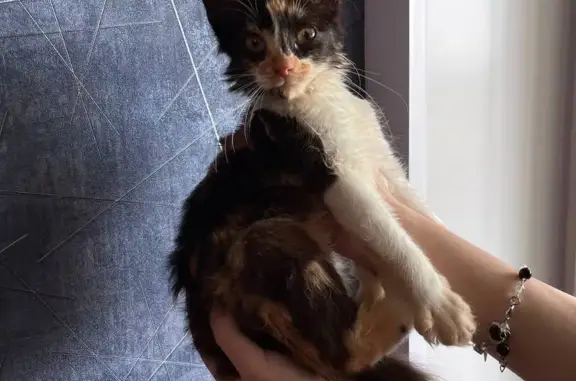 Найдена кошка, Курск, фото: Кошка найдена: ул. Павлуновского, 73, Курск