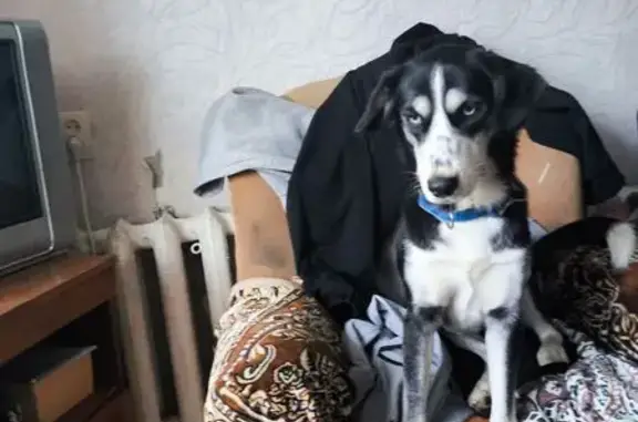 Собаки потеряшки, Комсомольск-на-Амуре, фото: Потеряшка собака, Вокзальная 70А, Комсомольск-на-Амуре