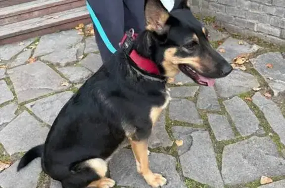 Найдена собака, 25 Бутово