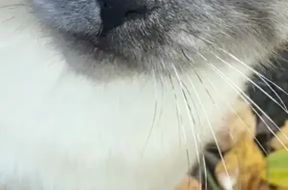 Найдена кошка, Московская область, фото: Кошка найдена у д/о 