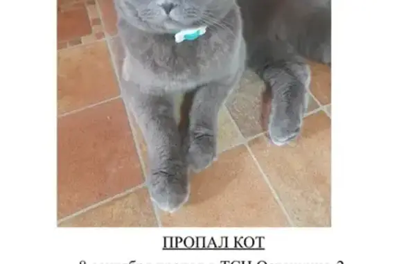 Кошки потеряшки, Московская область, фото: Потеряшка кошка, Рыбаки, МО