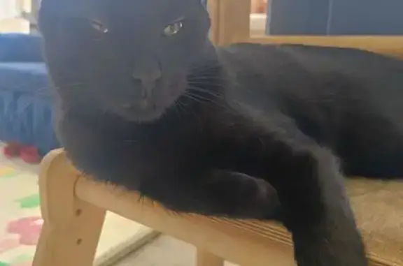 Потерянные животные Щёлково, фото: Пропала кошка, 1-й проезд Серова, Щёлково