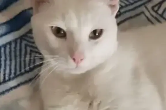 Найден белый кот, ул. Татарстан, 7, Казань