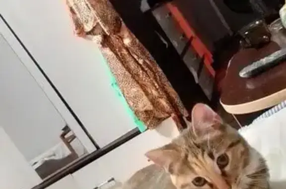 Кошки потеряшки, Братск, фото: Потеряшка кошка, Комсомольская 49В, Братск