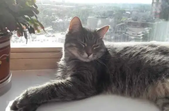 Пропал серый кот на 49 км Ленинградки