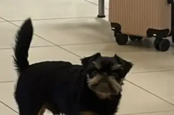 Собаки потеряшки, Сочи, фото: Потеряшка собака в Адлере, ул. Ленина, 88