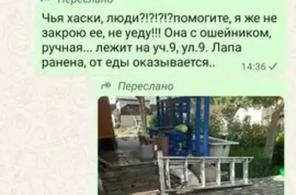 Найдена собака, Воронеж, фото: Собака найдена: 9-я Железнодорожная, Воронеж