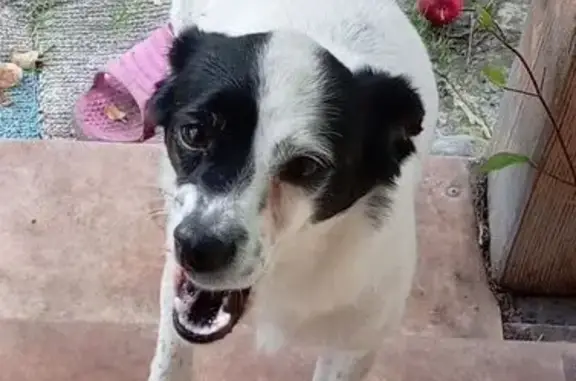 Найдена собака, Тюмень, Тюменская обл.