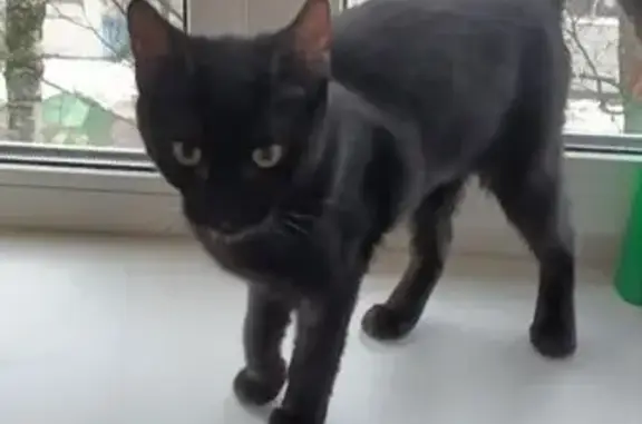 Кошки потеряшки, Щёлково, фото: Потеряшка чёрная кошка, Щёлково, Сиреневая 4А