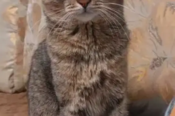 Кошки потеряшки, Казань, фото: Потеряшка кошка, ул. Компрессорщиков 33, Казань