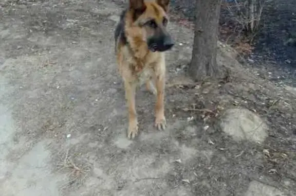 Найдена собака, Казанская, фото: Собака найдена у 