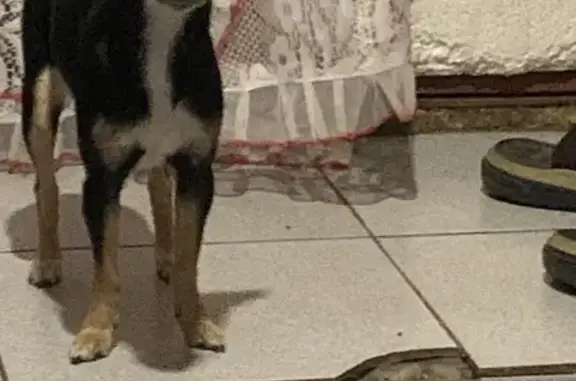 Пропала собака на Чичерина, 91, Оренбург