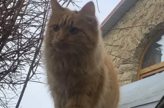 Пропала кошка, ул. Дружбы, 55, Симф.
