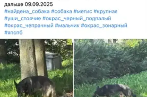 Найдена собака в СПб: Мальчик, черн./кор./бел.