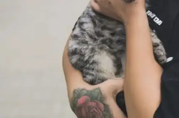 Кошки потеряшки, Нижнекамск, фото: Потеряшка кошка, Спортивная 17, Нкмск