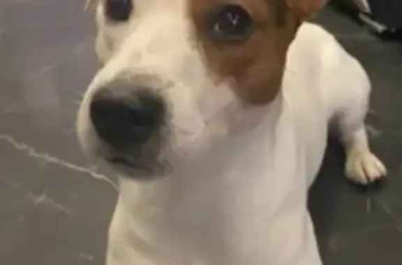 Пропала собака, Щёлково, МО