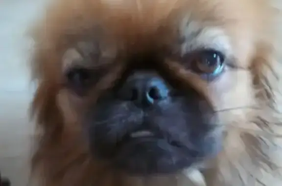 Найдена собака, Урюпинск, фото: Собака найдена на ул. Гагарина, 34, Урюпинск