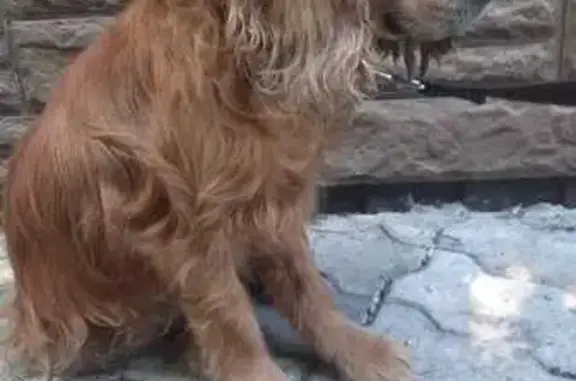 Объявления о пропавших и найденных животных, Зверево, фото: Собака найдена: ул. Обухова, Зверево