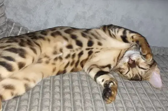 Пропала кошка, Краснофлотская 49, Лысьва