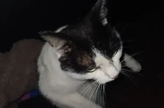 Найдена кошка, Чита, фото: Кот найден у пожарки, Чита, Забайкалье