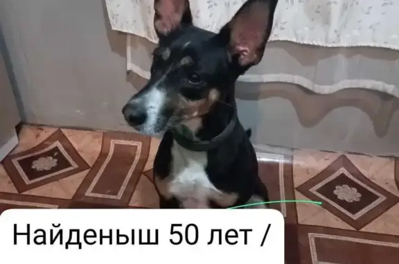 Найдена собака, Благовещенск, фото: Собака найдена: Пролетарская 4, Благовещенск