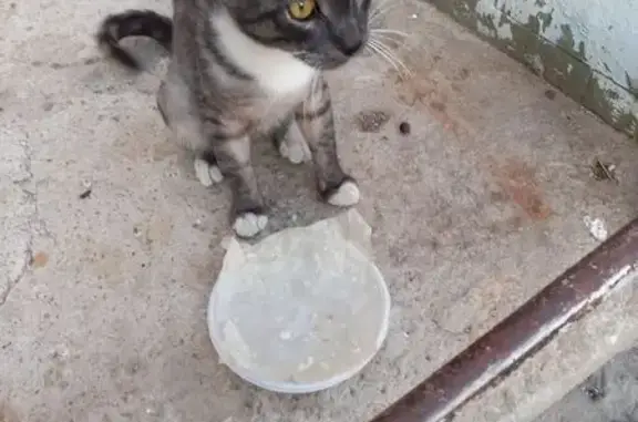Найдена кошка, Евпатория, фото: Кошка найдена, ул. Некрасова, 90, Евпатория
