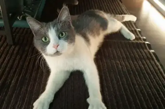 Кошки потеряшки, Поварово, фото: Потеряшка кошка, Школьная ул., 1, Поварово