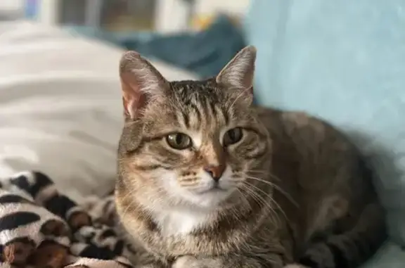 Кошки потеряшки, Рязанская область, фото: Потеряшка кошка, Касимов, Рязанская обл.