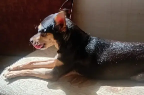 Собаки потеряшки, Самара, фото: Потеряшка собака, Белорусская ул. 36, Самара