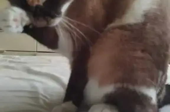 Найдена кошка, Павловск, фото: Кошка найдена: Павловское-1, 11-я линия