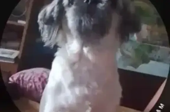 Собаки потеряшки, Тулун, фото: Потеряшка собака, ул. Лизы Чайкиной, 9