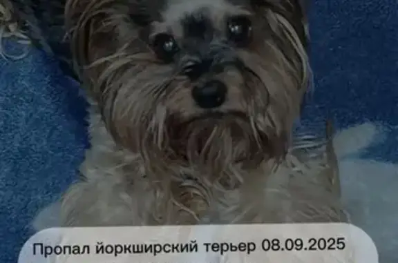 Собаки потеряшки, Пятигорск, фото: Потеряшка собака, Огородная 48, Пятигорск