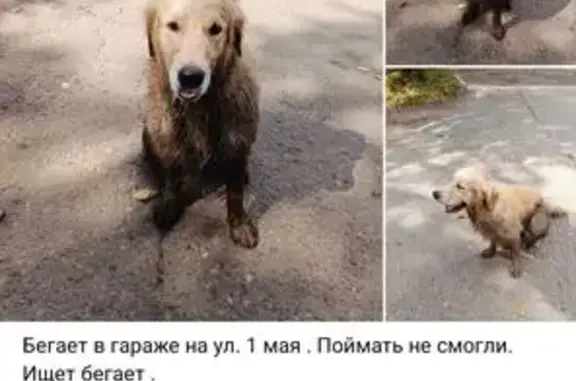 Собака найдена: Казань, Татарстан