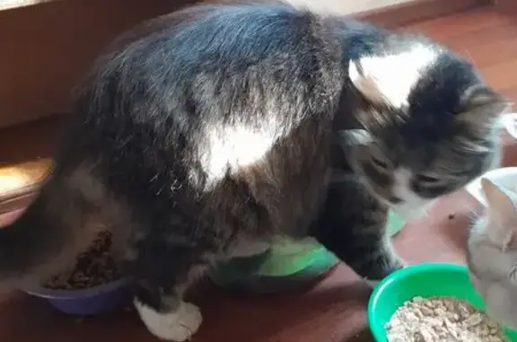 Найдена кошка, Ярославль, фото: Кошка найдена, ул. Кривова, Ярославль