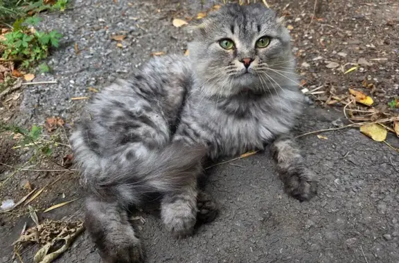 Найдена кошка, Уфа, фото: Кот с рыжим ошейником, Пушкина 59/61, Уфа