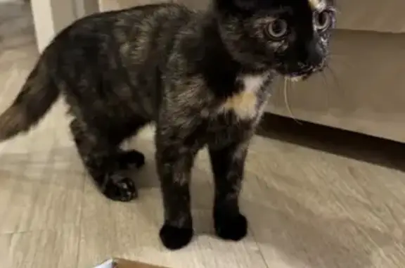 Найдена кошка, Томск, Томская область