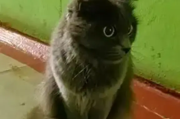 Найдена кошка, Омск, фото: Кошка найдена на Менделеева 14, Омск