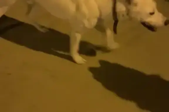 Найдена собака, Обнинск, фото: Собака найдена на Поленова, 14, Обнинск