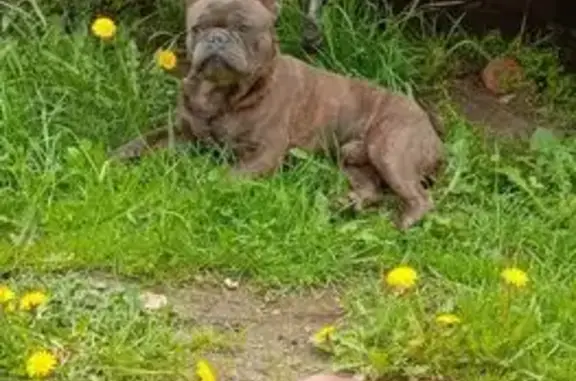 Пропала собака в Немино, Карелия