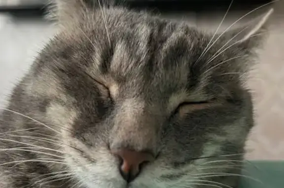 Пропала серая кошка, Черняховского 38