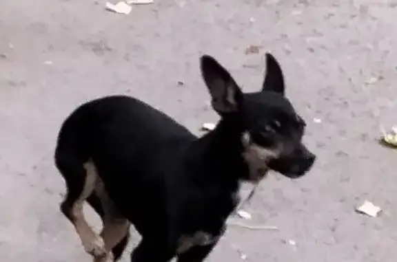 Той-терьер найден на Криворожской, 67, Ростов