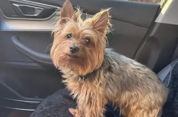 Собака найдена в Хрящёвке, Самарская обл.