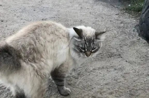 Найдена кошка, Балашиха, фото: Кошка найдена: шоссе Энтузиастов, Балашиха