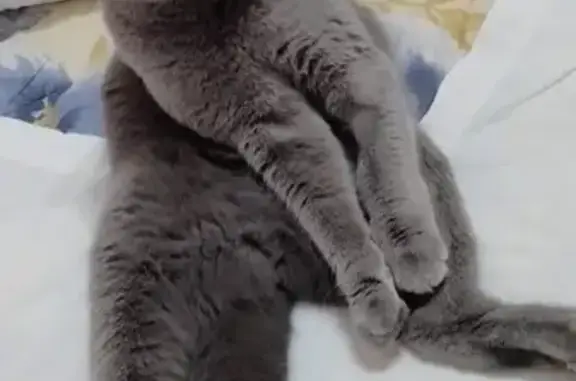 Пропала кошка, Артельная ул., 13, Власиха