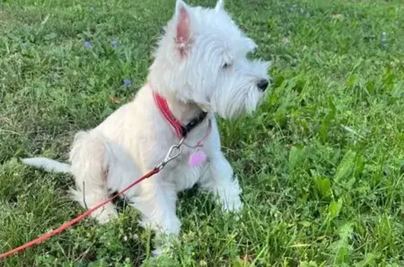 Собаки потеряшки, Москва, фото: Потеряшка собака на аллее Дорога Жизни