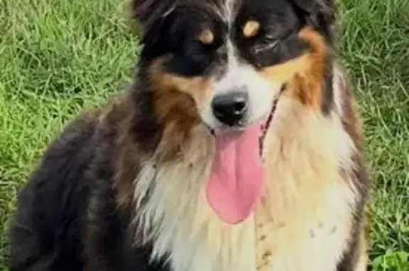 Собаки потеряшки, Брянская область, фото: Потеряшка собака в Палужье, Брянская обл.