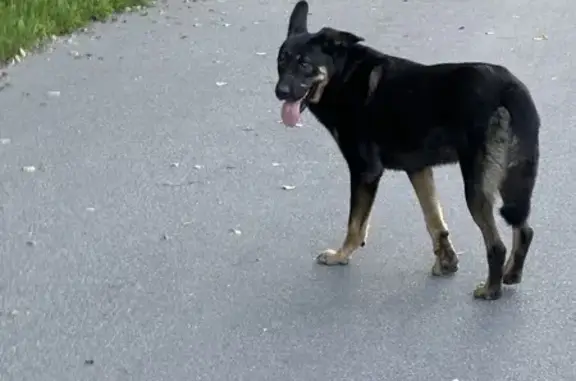 Найдена собака, Северный пр., 77 к1